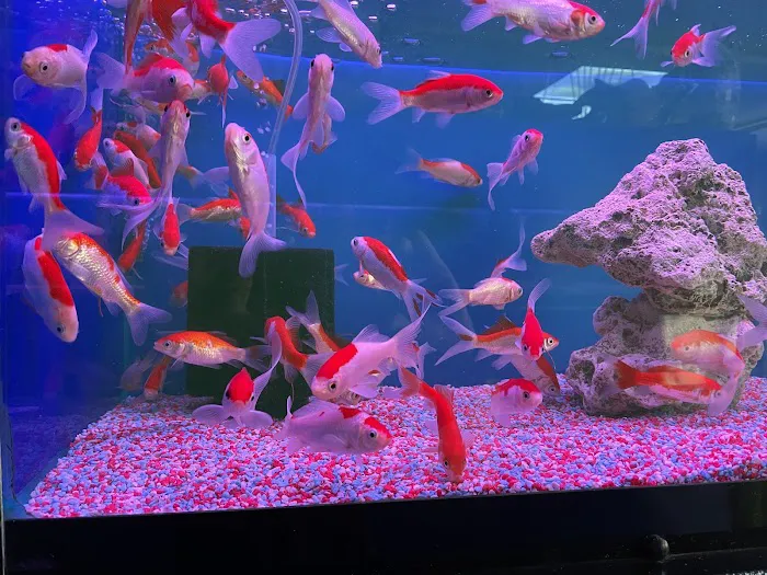 The Aquatic Centre Picture 7