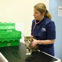 Bay Vets Caton ico