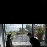 Herdman Country Club for Cats