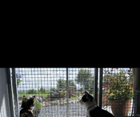 Herdman Country Club for Cats