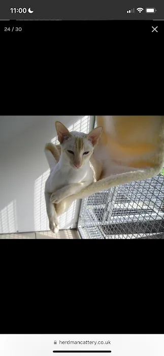 Herdman Country Club for Cats Picture 6