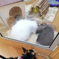 Pets at Home South Shields ico