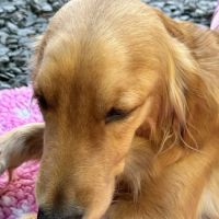 Oakhill Veterinary Group, Windermere ico
