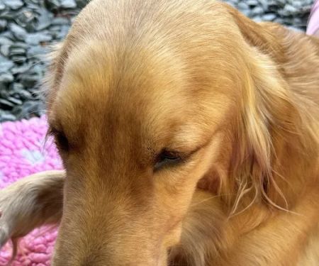 Oakhill Veterinary Group, Windermere