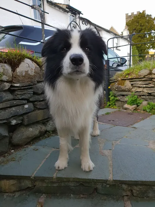 Oakhill Veterinary Group, Windermere Picture 8