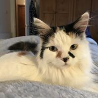 Barn View Cattery ico