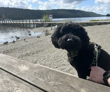 Oakhill Veterinary Group, Ambleside
