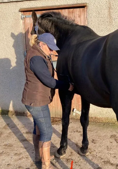 EW Equine Vets Ltd Picture 1
