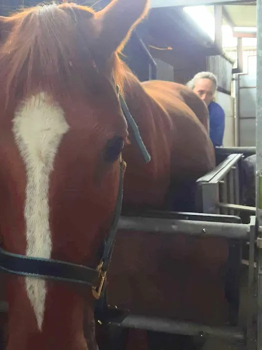 EW Equine Vets Ltd Picture 2