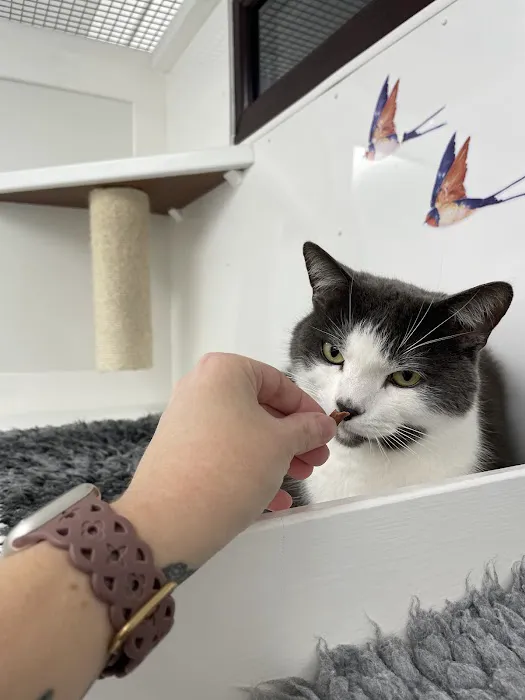 Cozy Cats Cattery Picture 4