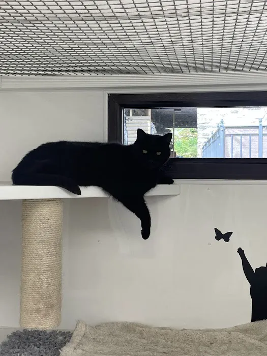 Cozy Cats Cattery Picture 1