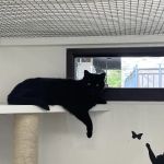 Cozy Cats Cattery