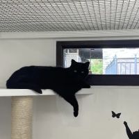Cozy Cats Cattery ico