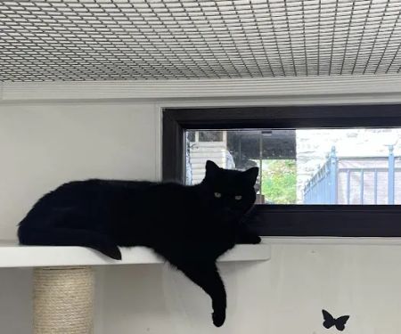 Cozy Cats Cattery