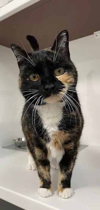 Cozy Cats Cattery Picture 8