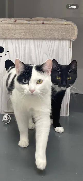 Cozy Cats Cattery Picture 7