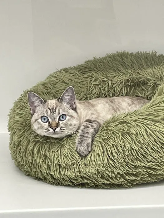 Cozy Cats Cattery Picture 9