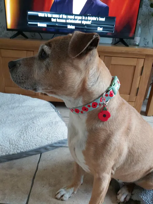 Pets at Home Barrow Picture 6