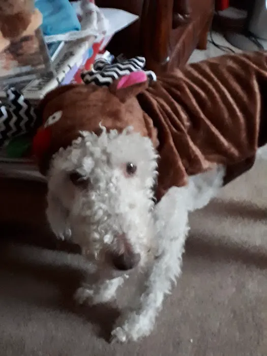 Pets at Home Barrow Picture 5