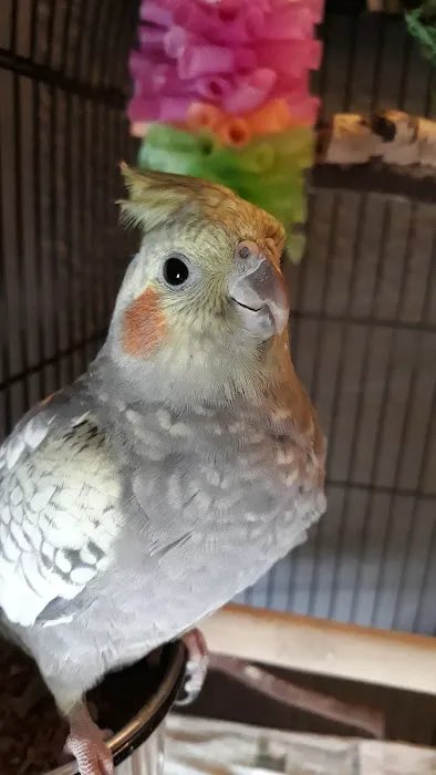 Barrow Bird & Pet Centre Picture 4