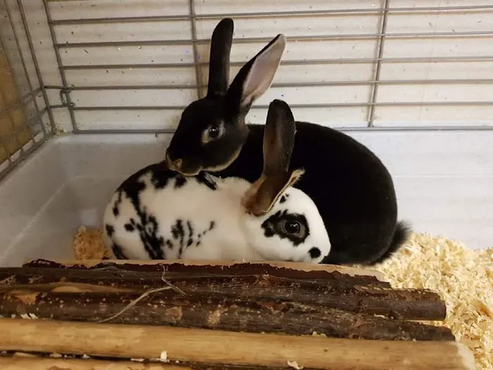 Barrow Bird & Pet Centre Picture 9