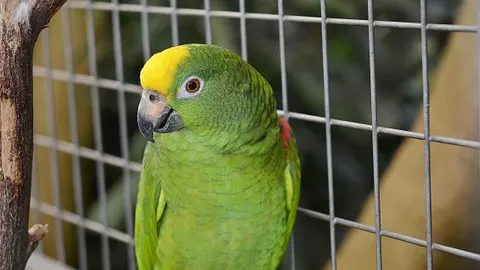 Barrow Bird & Pet Centre Picture 8