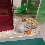 Vets4Pets - Middlesbrough Cleveland Park