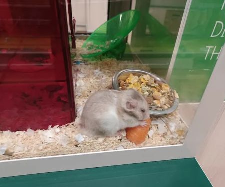 Vets4Pets - Middlesbrough Cleveland Park