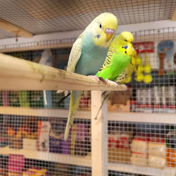 Wings and Fins Pet and Aquatic Shop Picture 4