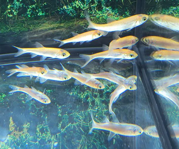 Wings and Fins Pet and Aquatic Shop Picture 7