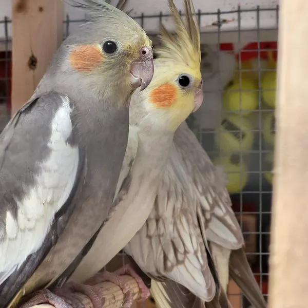 Wings and Fins Pet and Aquatic Shop Picture 9