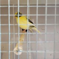 Wings and Fins Pet and Aquatic Shop ico