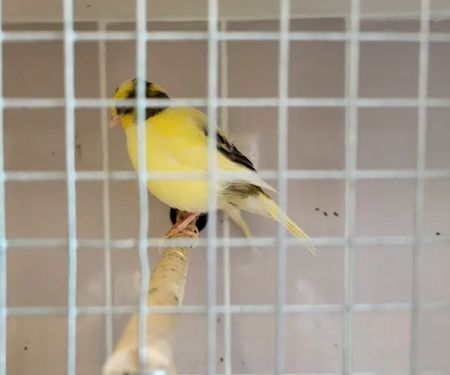 Wings and Fins Pet and Aquatic Shop