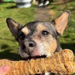 Happy pet supplies