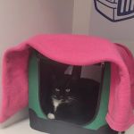 Vets4Pets South Shields