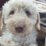 Willows Veterinary Centre, South Shields Surgery