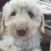 Willows Veterinary Centre, South Shields Surgery ico