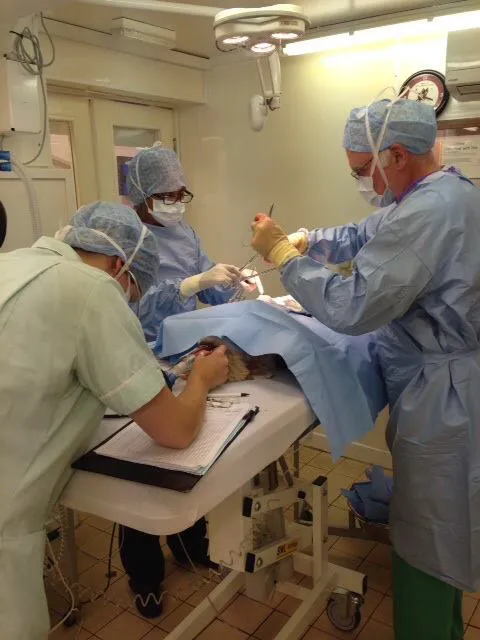 Ayres Veterinary Hospital - North Shields Picture 1