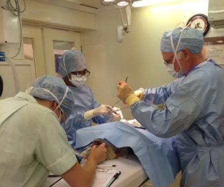 Ayres Veterinary Hospital - North Shields
