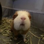 Westoe Vets Ltd