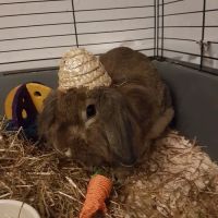 Vets4Pets South Shields Quays ico