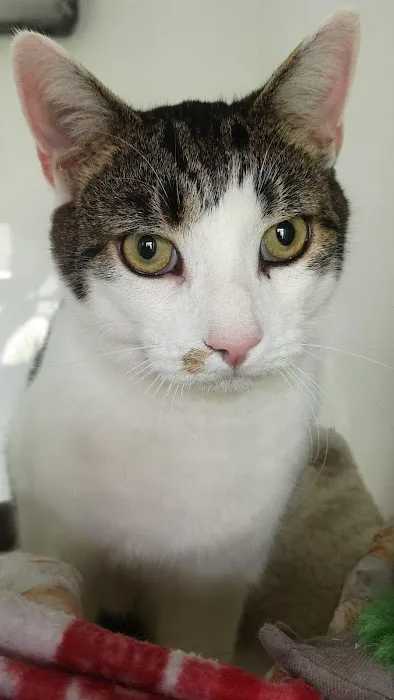 Maidenlands Cattery Picture 4