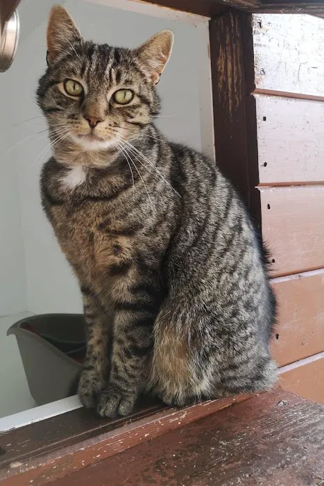 Maidenlands Cattery Picture 7