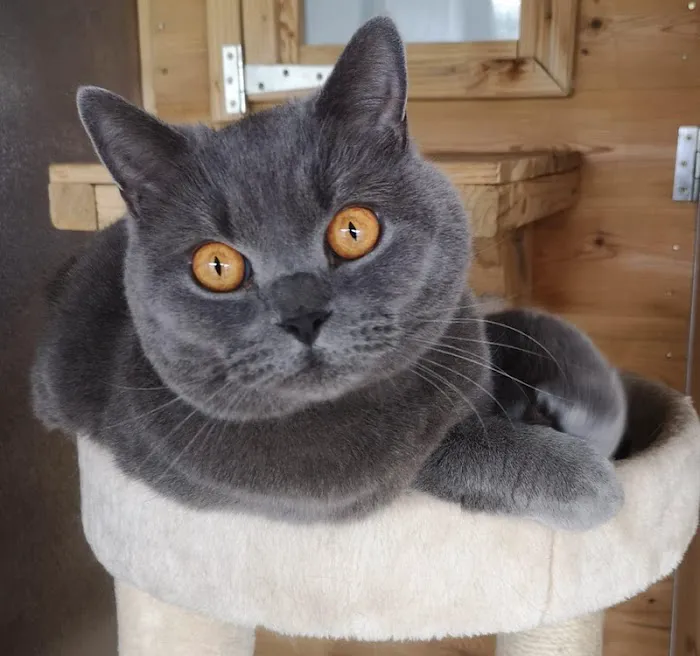 Maidenlands Cattery Picture 6