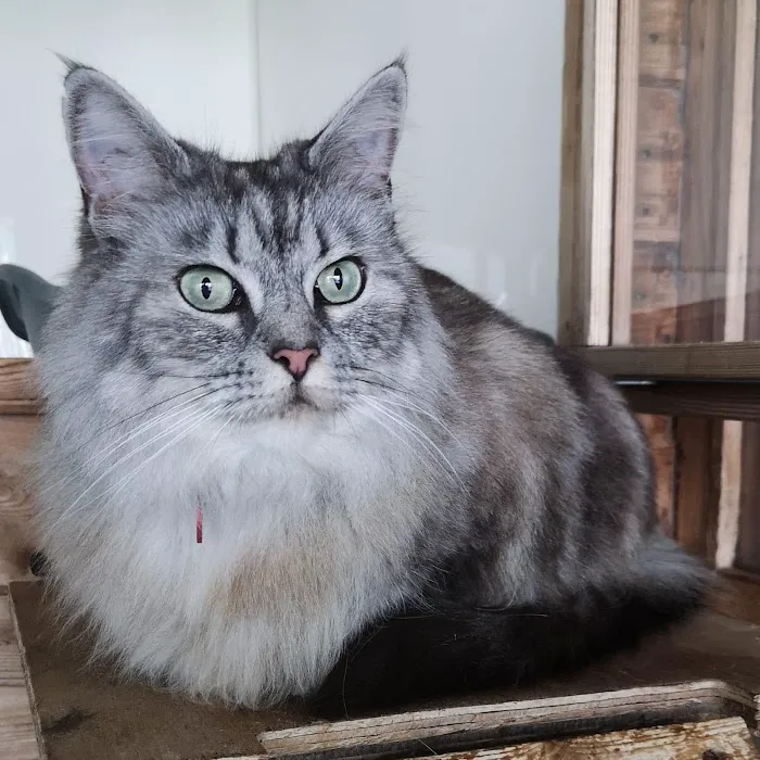 Maidenlands Cattery Picture 9