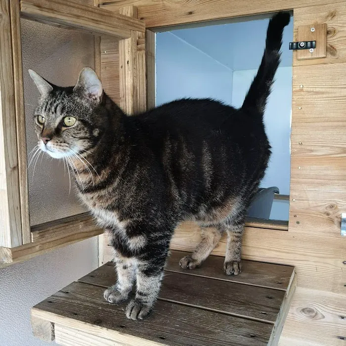 Maidenlands Cattery Picture 5