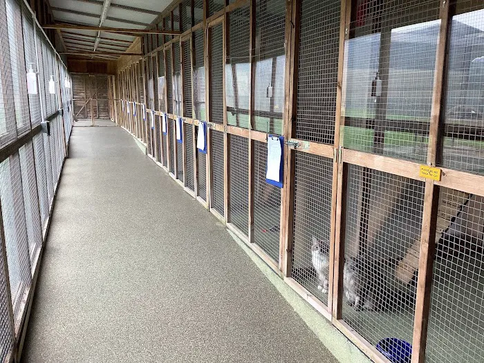 Maidenlands Cattery Picture 3