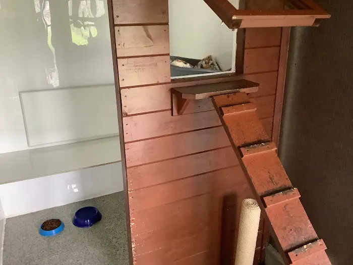 Maidenlands Cattery Picture 10