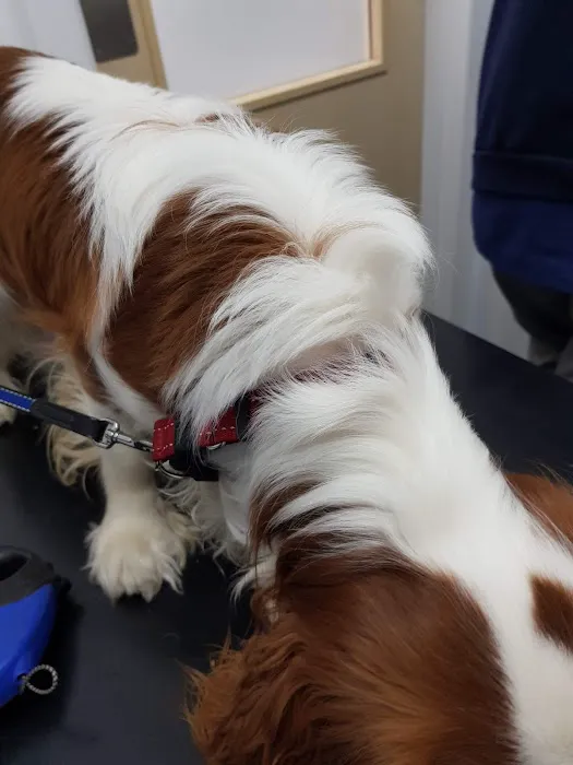 Alexander Vets Picture 5