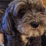 Church Walk Veterinary Centre - Barrow-in-Furness